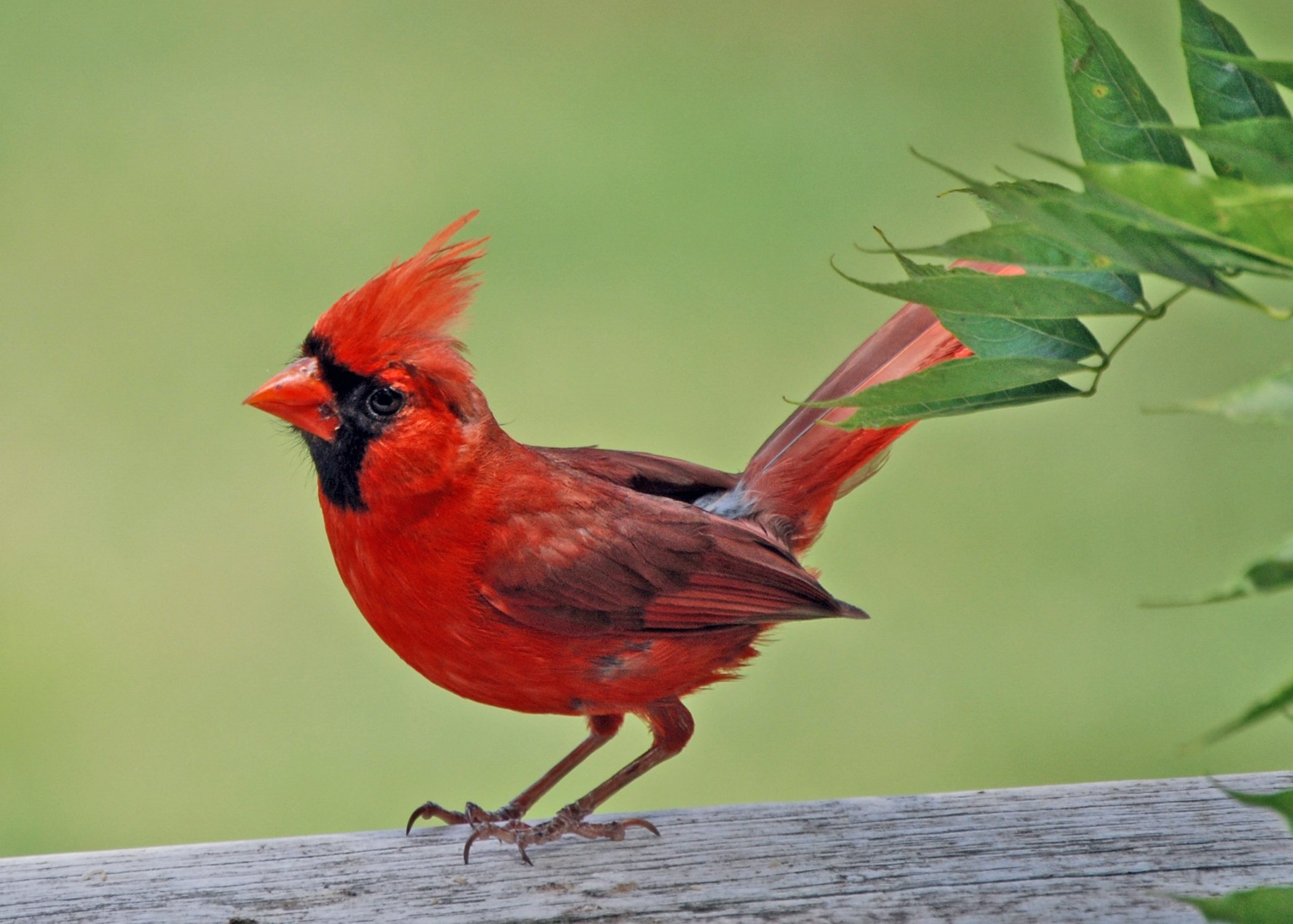 Группа красные птицы. Красный хохлатый Кардинал. Красный Зяблик Кардинал. Попугайный Кардинал. Птичка красный Кардинал.