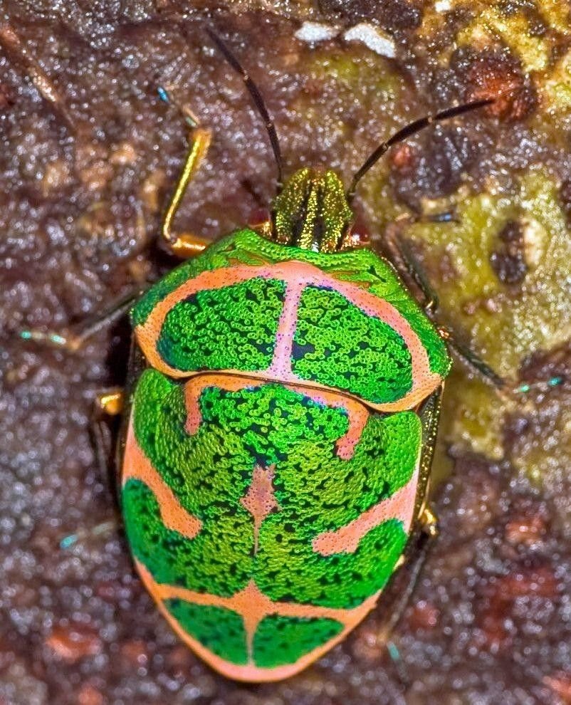Nezara viridula