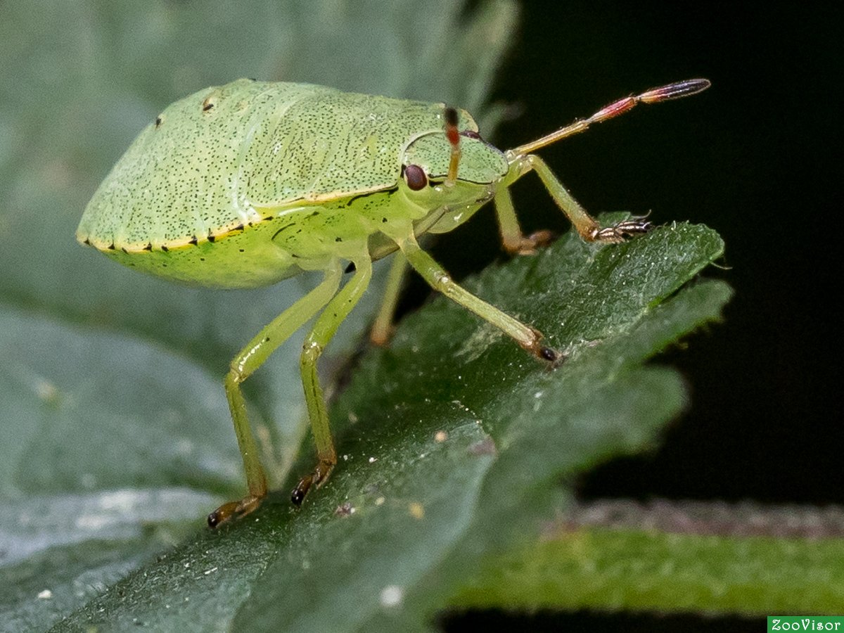 Клоп щитник зеленый древесный