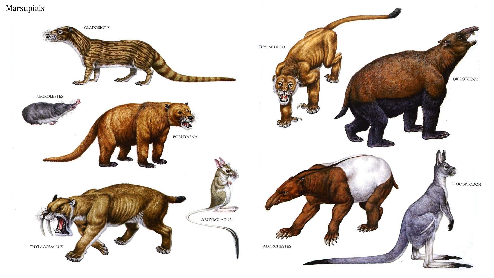 Название древнего животного. Сумчатые млекопитающие мелового периода. Эволюция сумчатых млекопитающих. Древние сумчатые млекопитающие. Плацентарные млекопитающие Юрского периода.