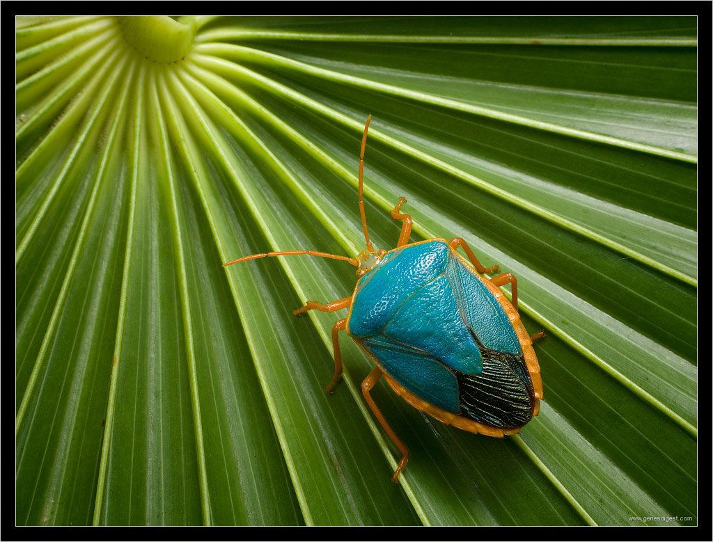 Зеленый огородный клоп