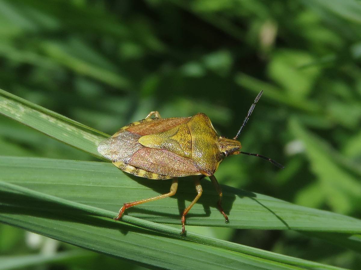 Жук щитник черепашка