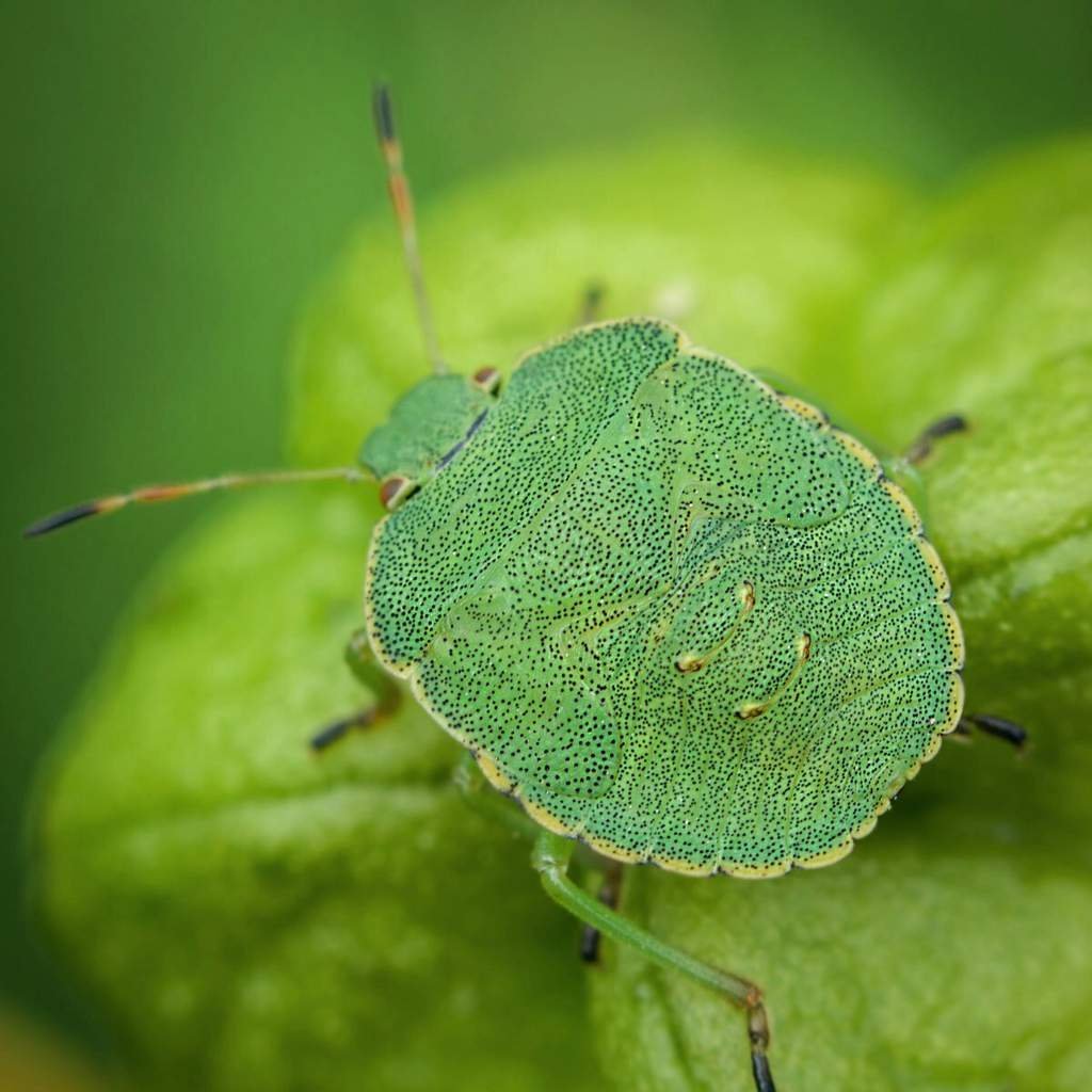 Зеленый Жук клоп
