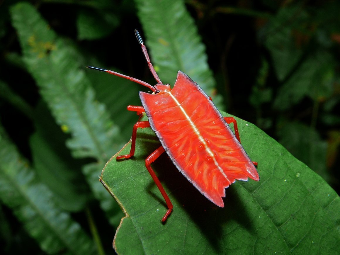 Щитник Nezara viridula