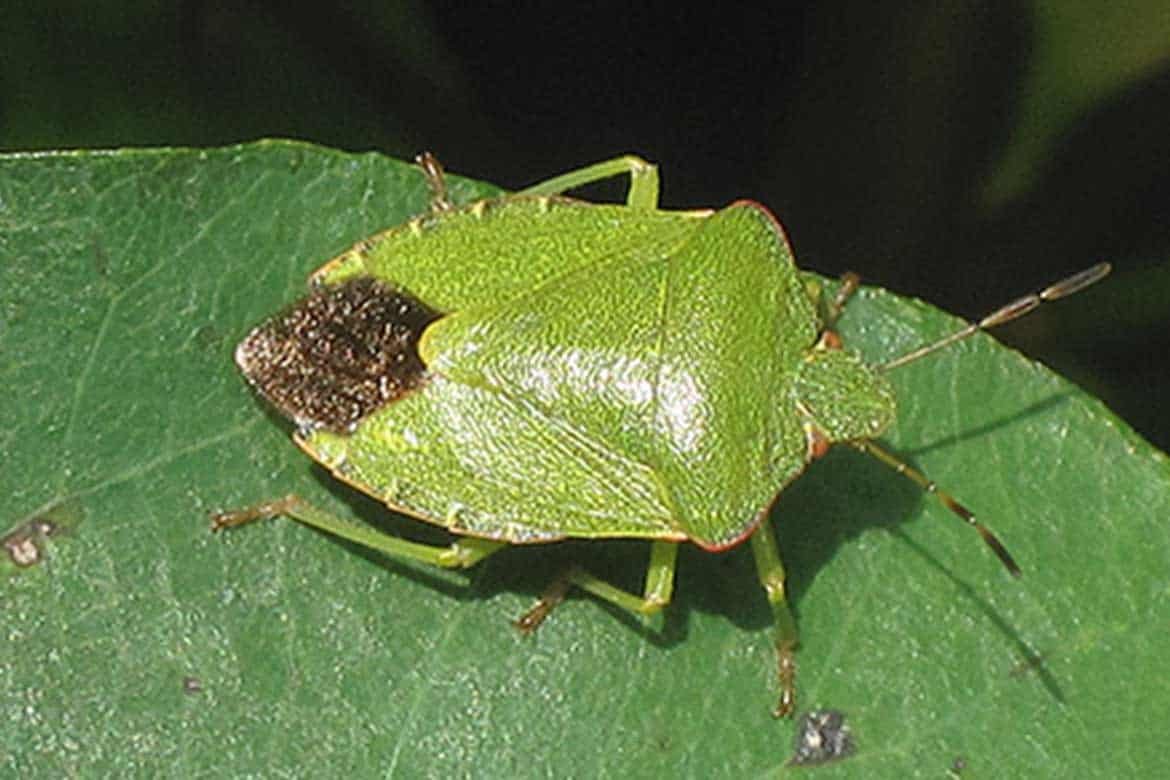 Nezara viridula клоп