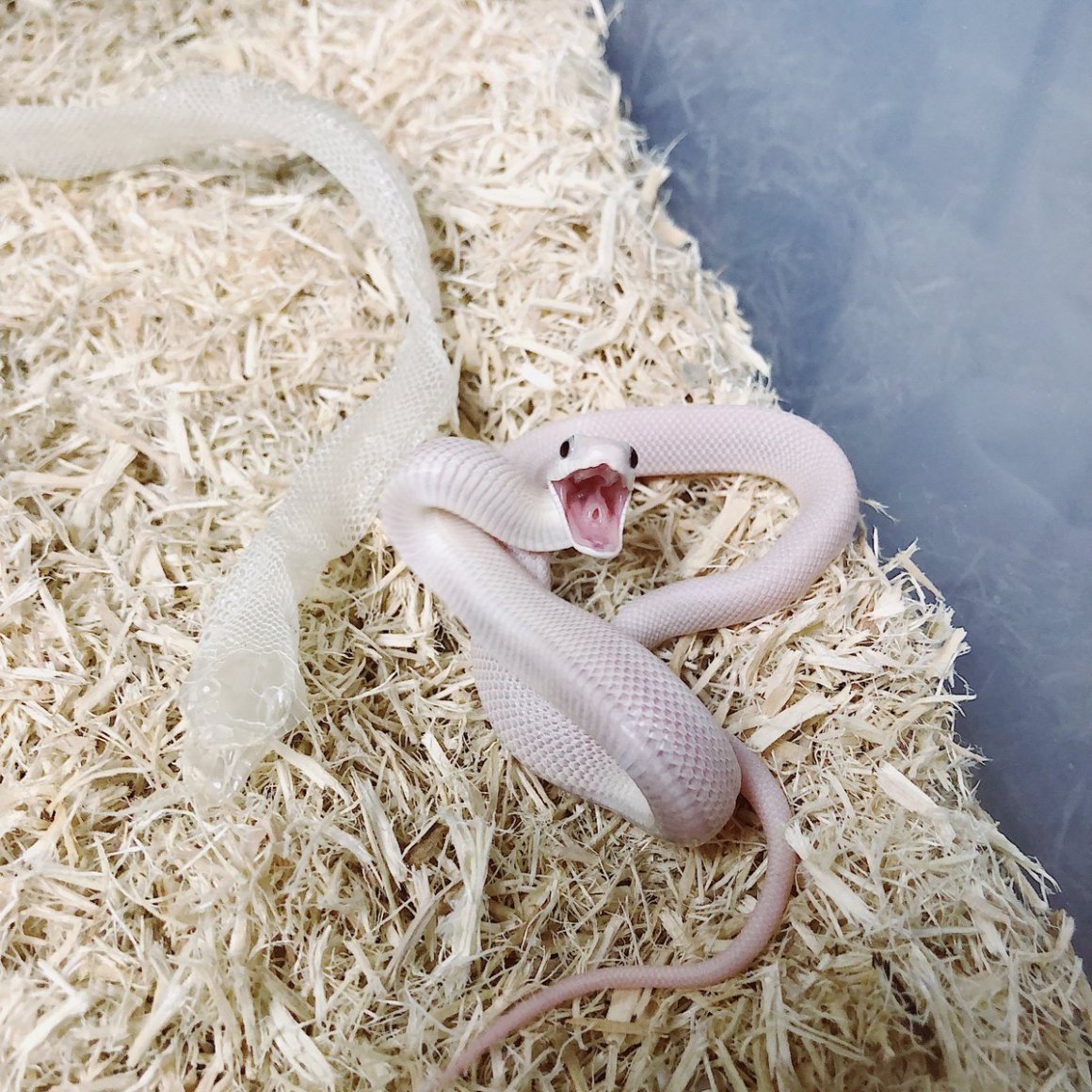 Анаконда змея