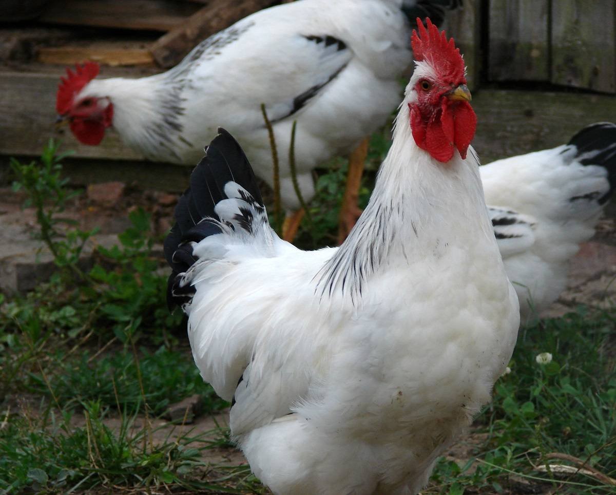 Брама Адлерская