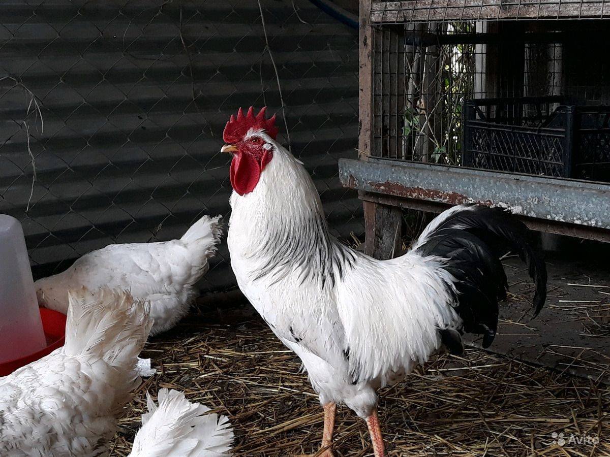 Адлерская Несушка