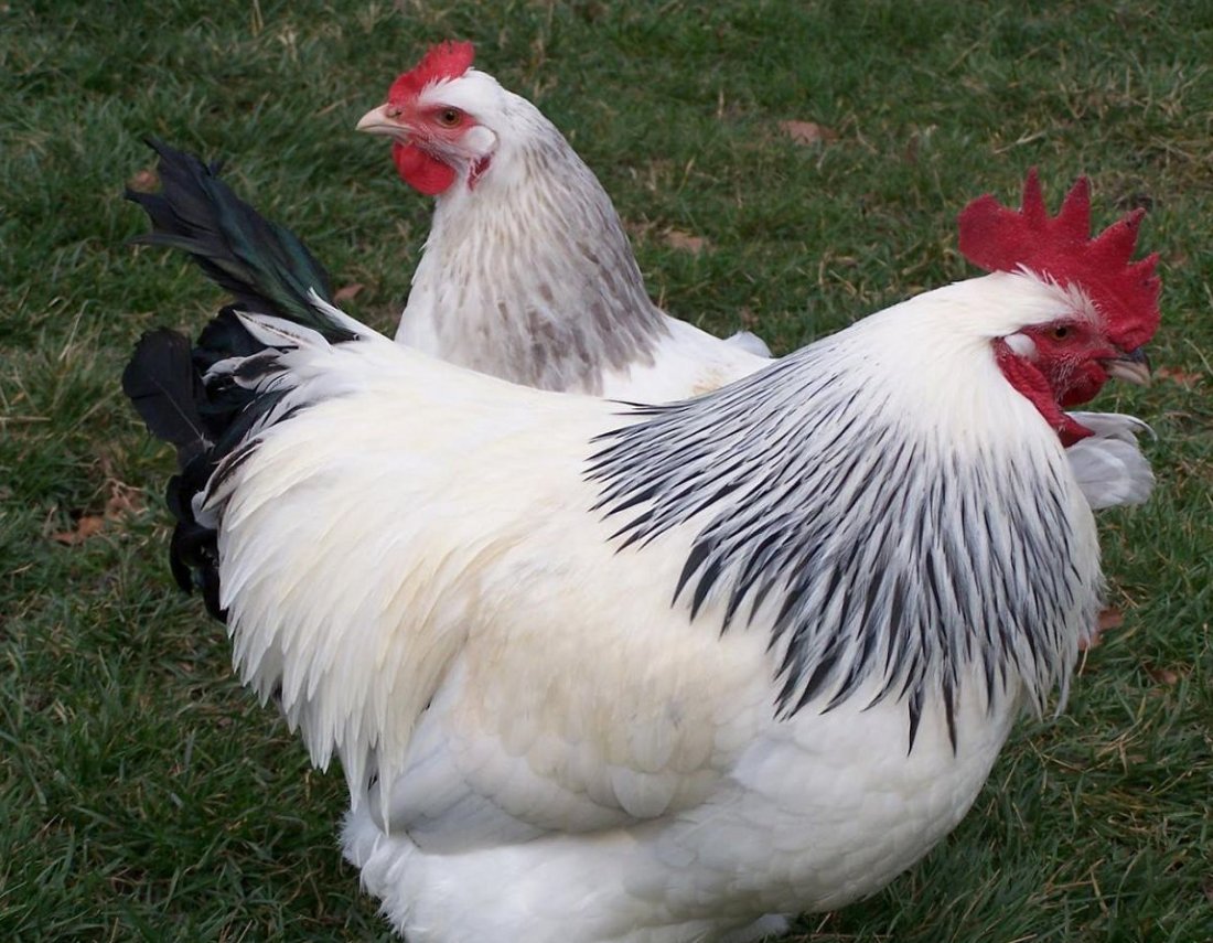 Суссекс парцеляновый