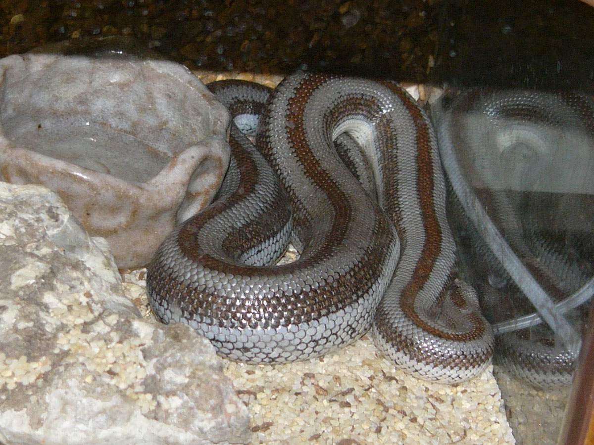 Яйцеживорождение гадюка