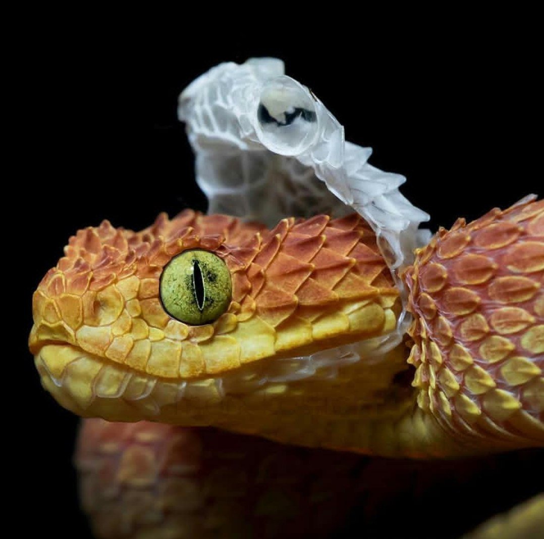 Змея с облезающей коже