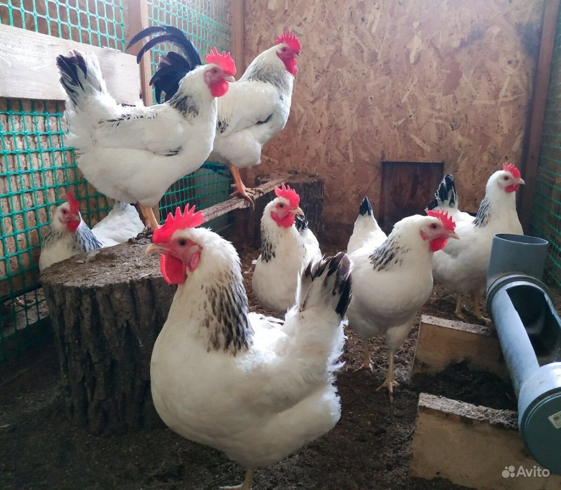 Куры несушки Адлерская серебристая