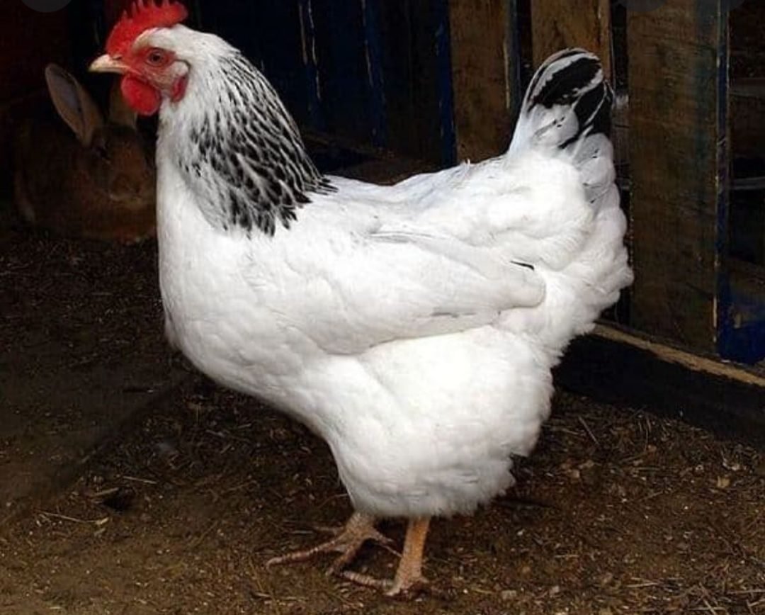 Несушка Адлерская серебристая