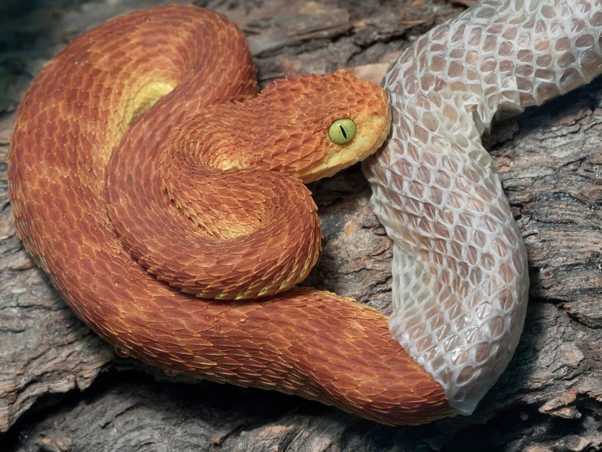 Геккон ящерица линька