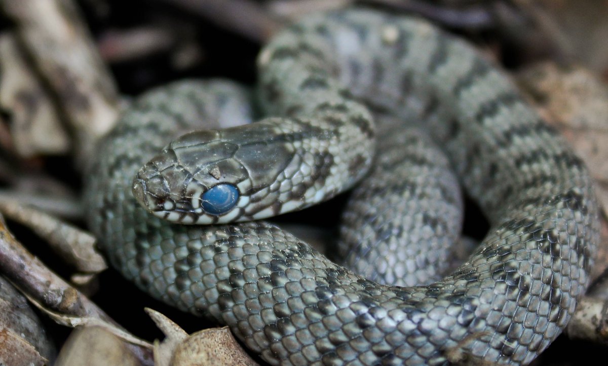 Маисовый полоз линька