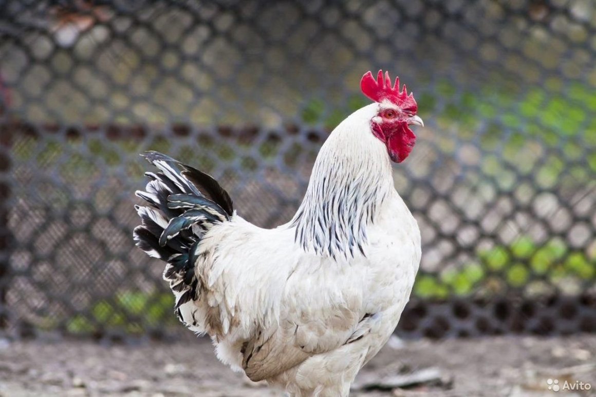 Адлерская серебристая порода кур