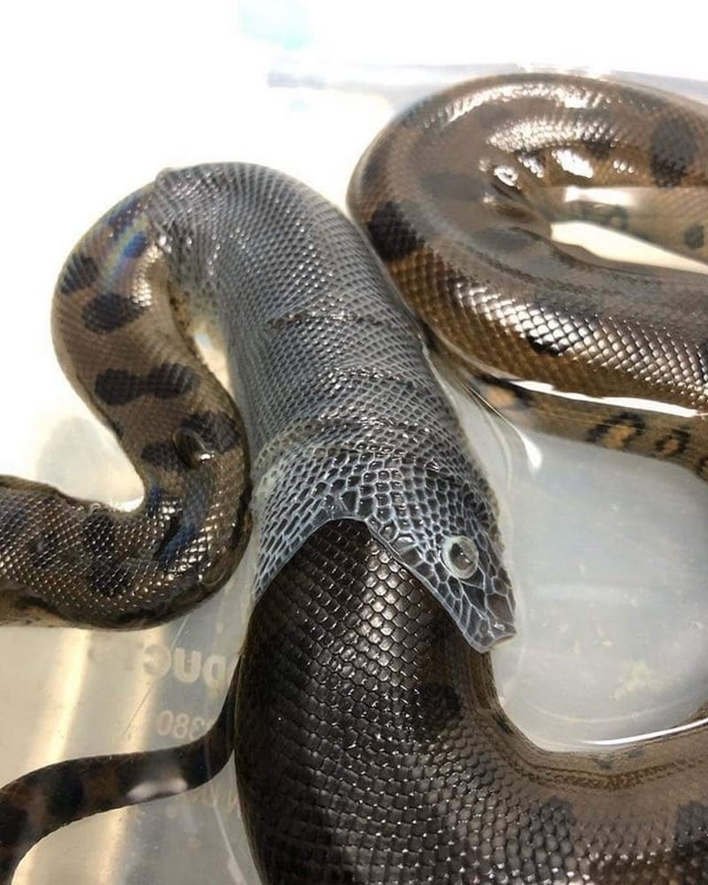 Кобра сбрасывающая шкуру