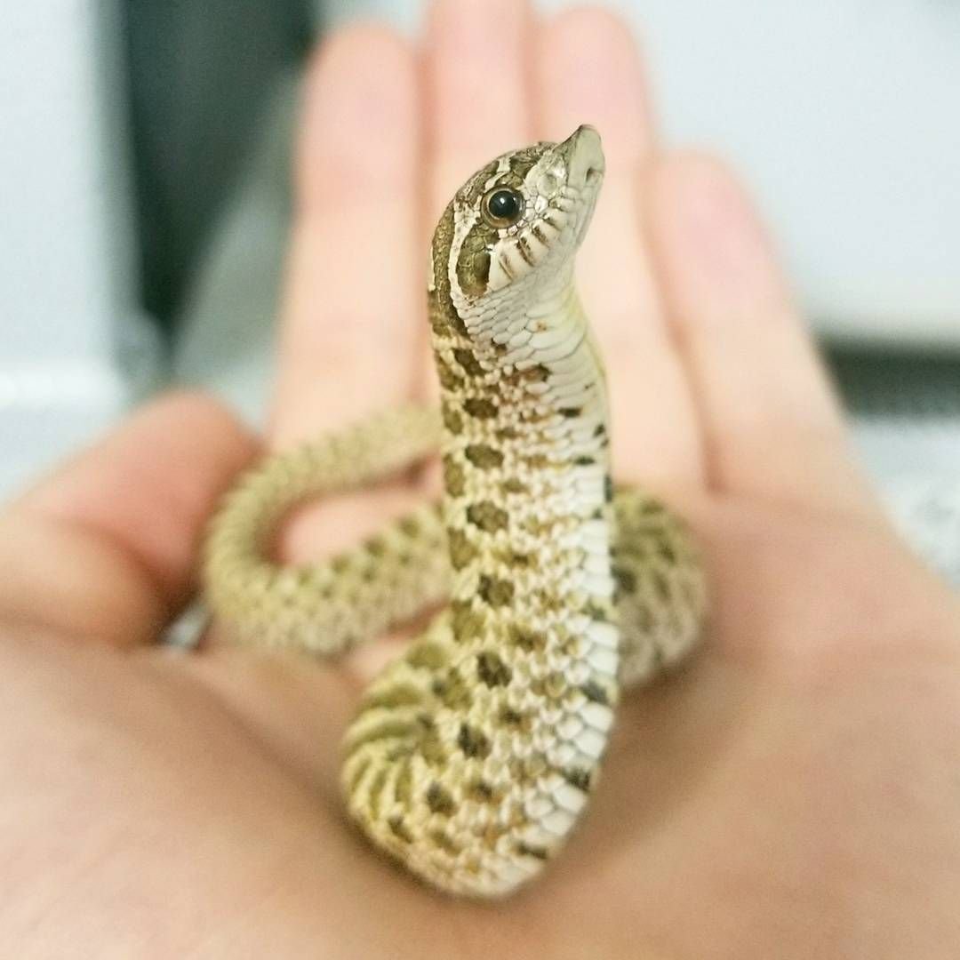 Анаконда змея