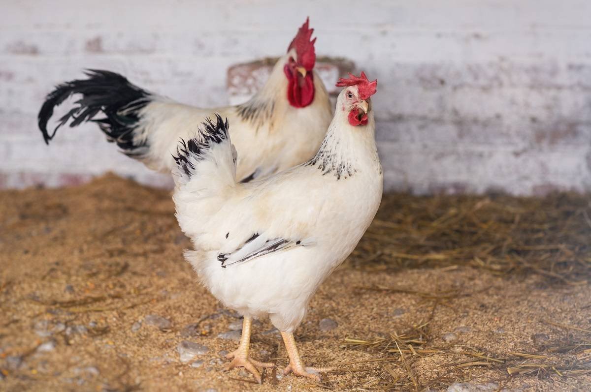 Адлерская серебристая порода кур