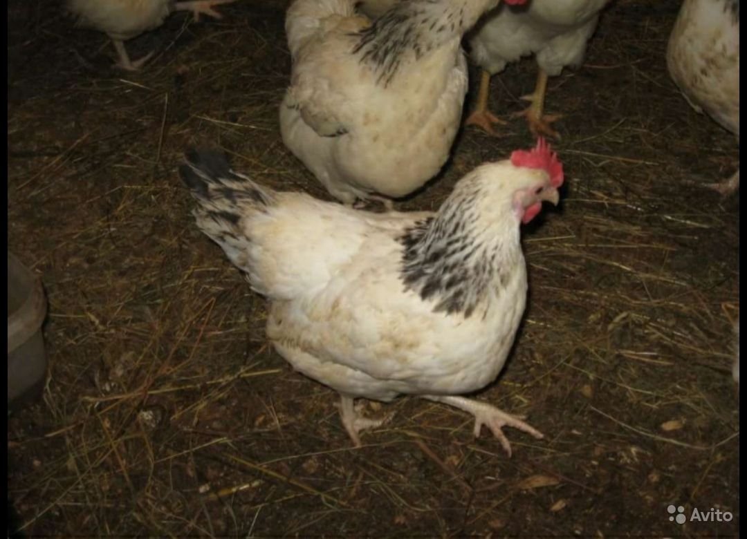 Куры несушки Адлерская серебристая