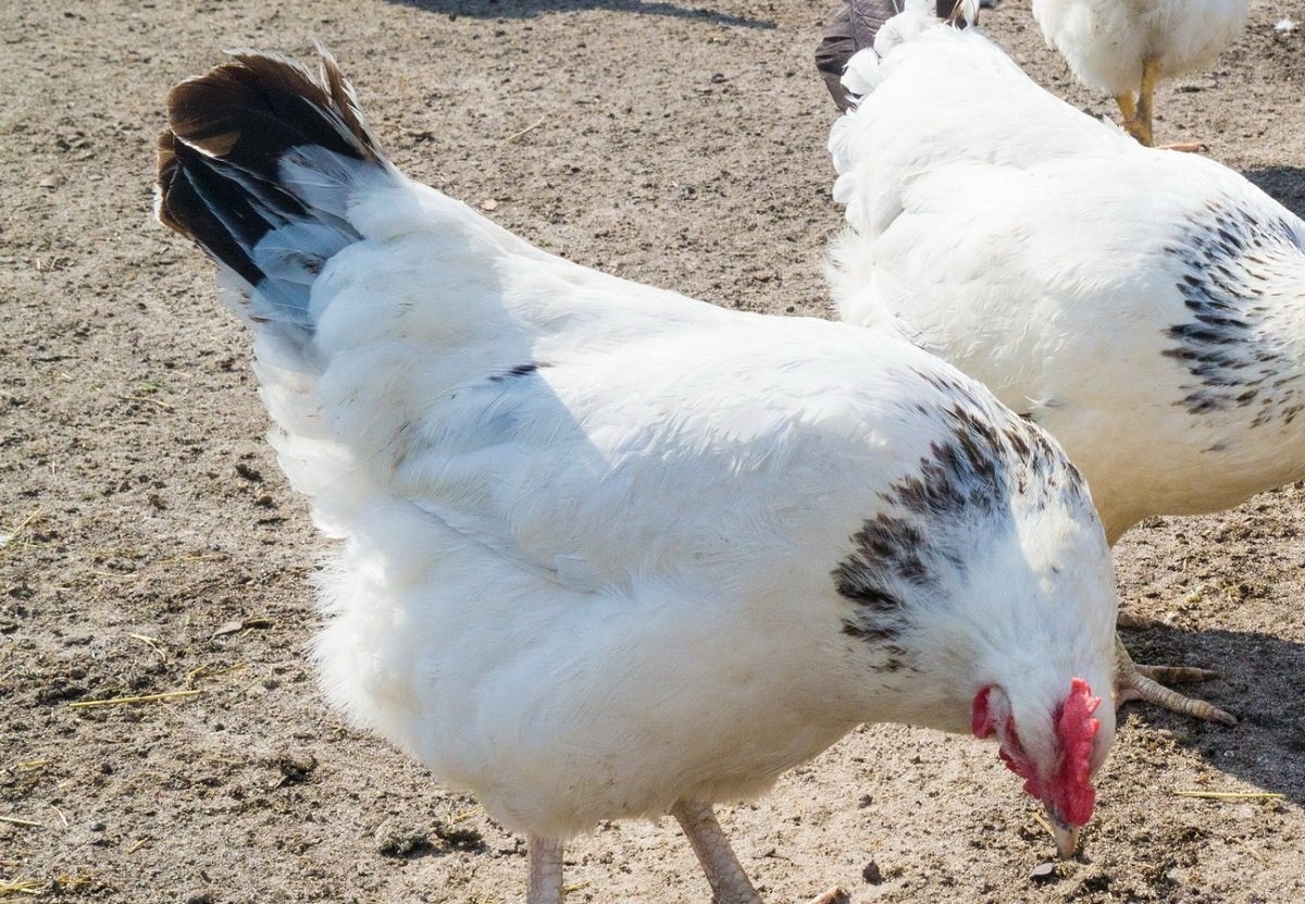 Адлерская серебристая порода кур