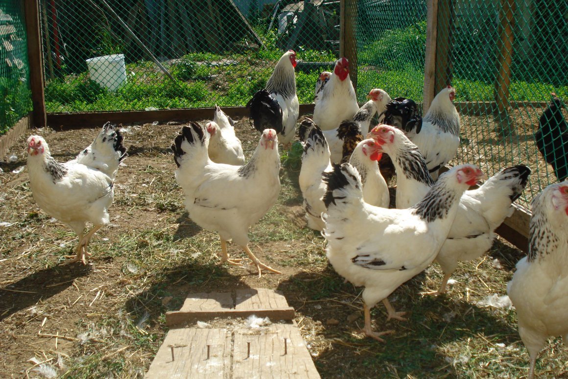 Курица Адлерская серебристая Возраст 7 месяцев