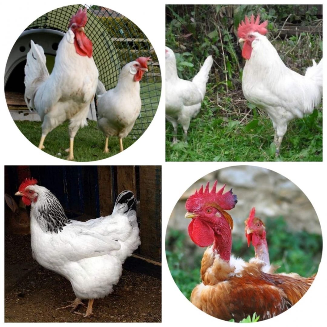 Леггорн белый стандарт