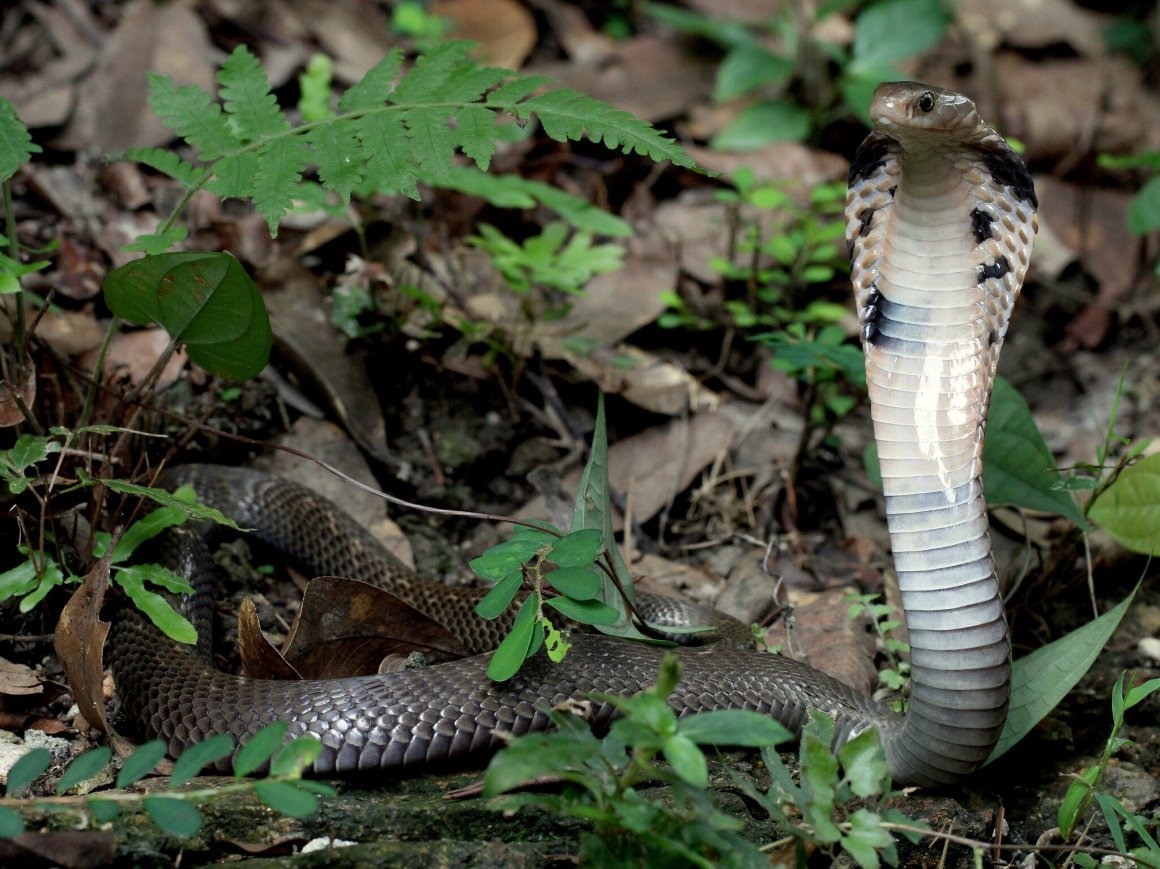 Маисовый полоз Пальметто