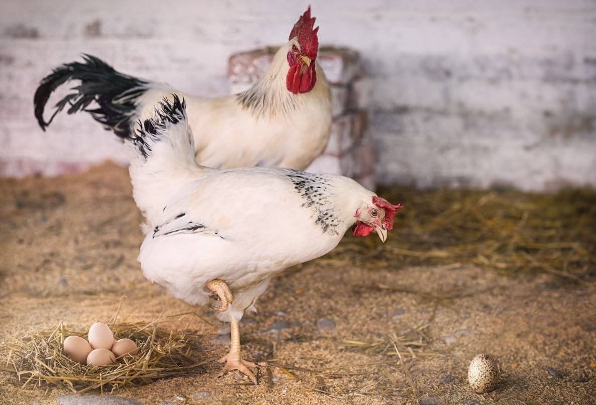 Адлерская серебристая порода кур