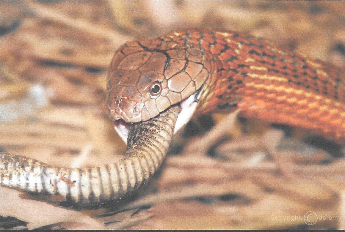 Хитрая змея