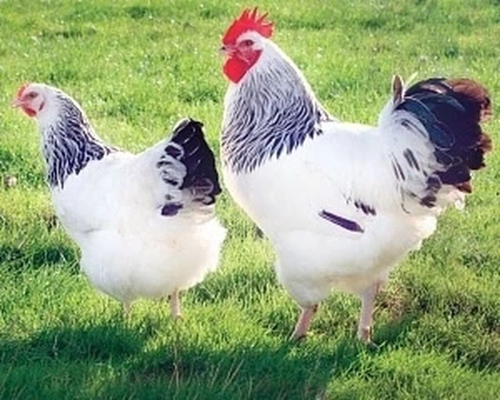 Суссекс порода кур