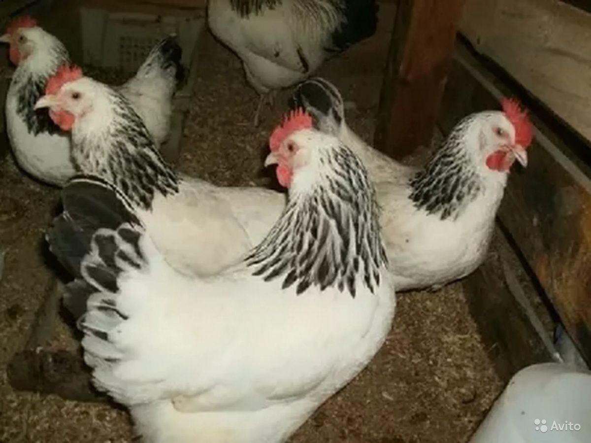Кучинская и Адлерская породы кур