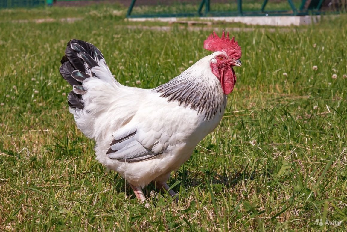 Куры несушки Адлерские