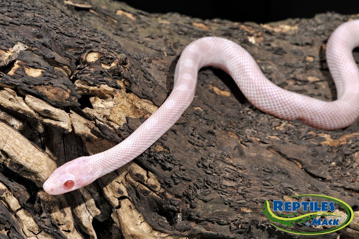 Королевская Кобра линька