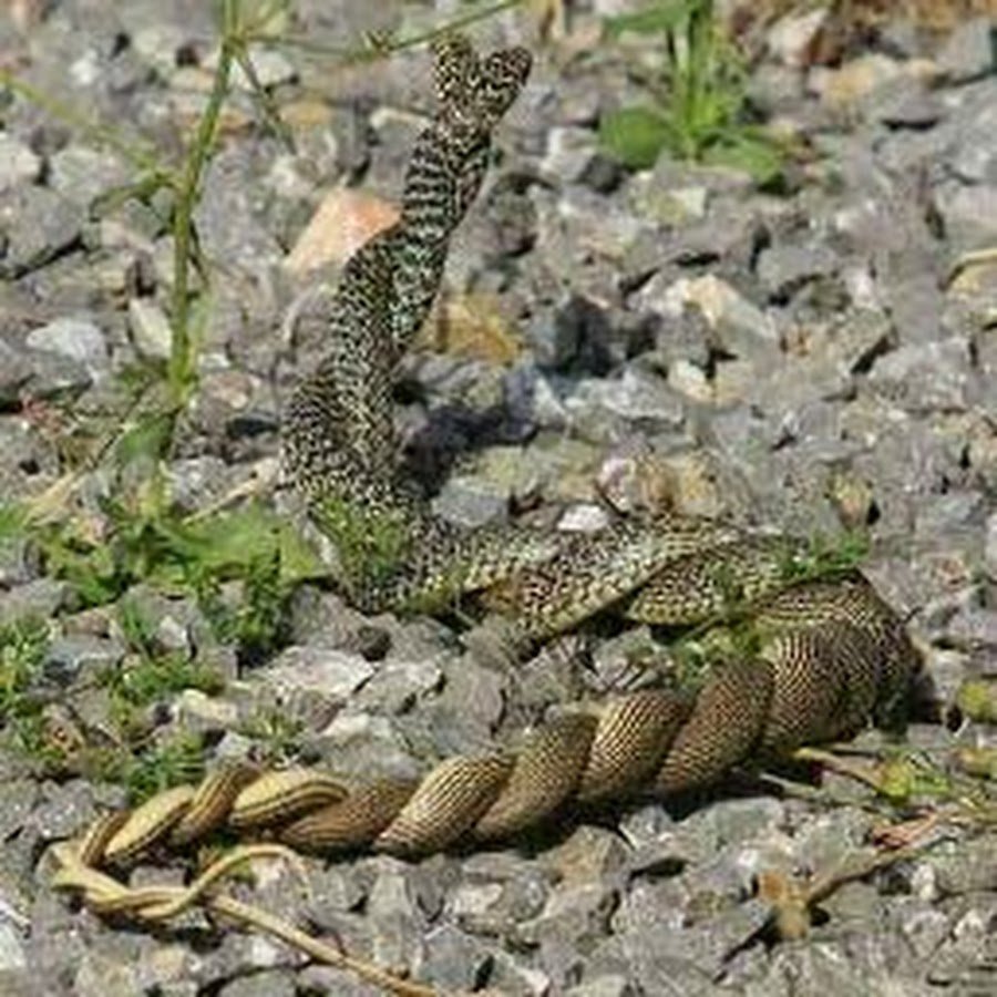 Змеи питон Королевский