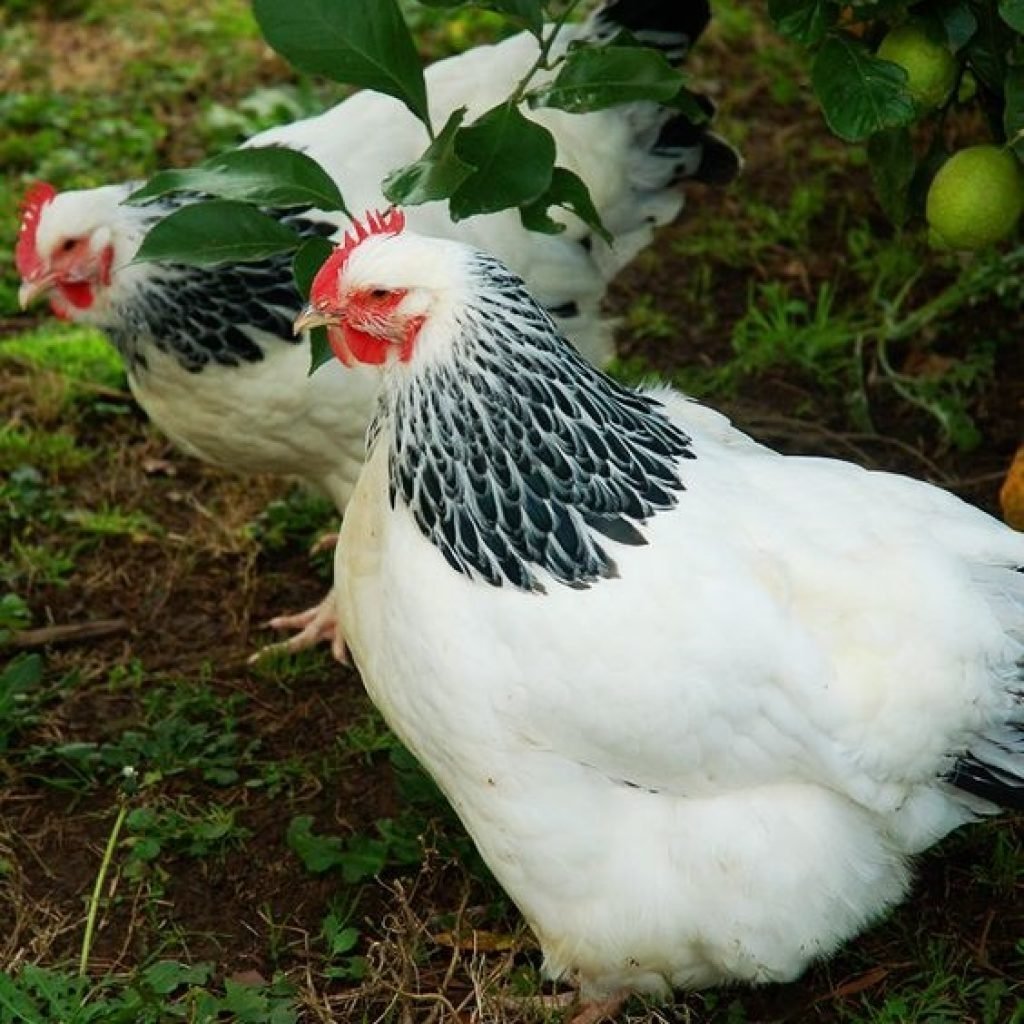 Суссекс порода кур