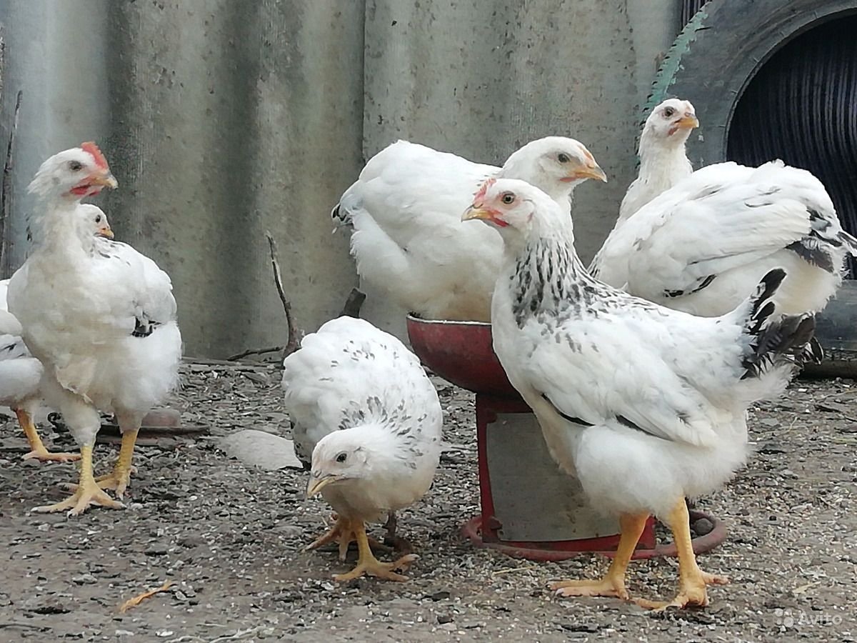 Цыплята Адлерская серебристая 3есяца