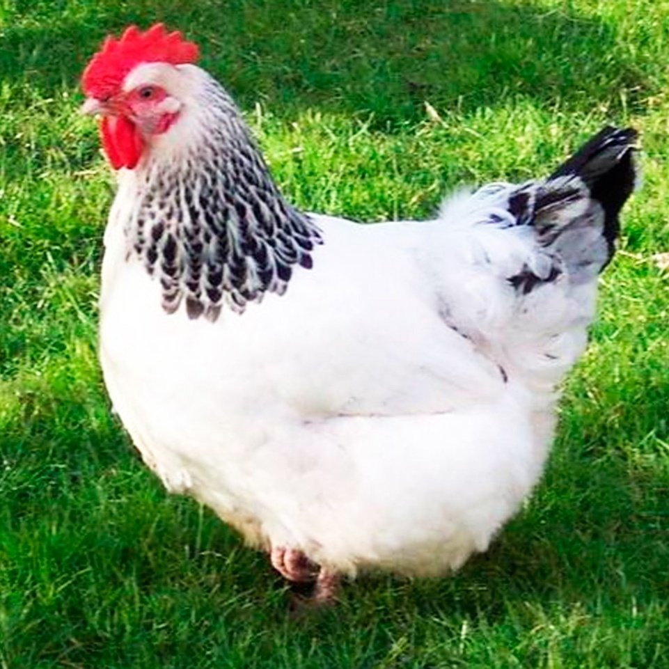 Доминант Суссекс