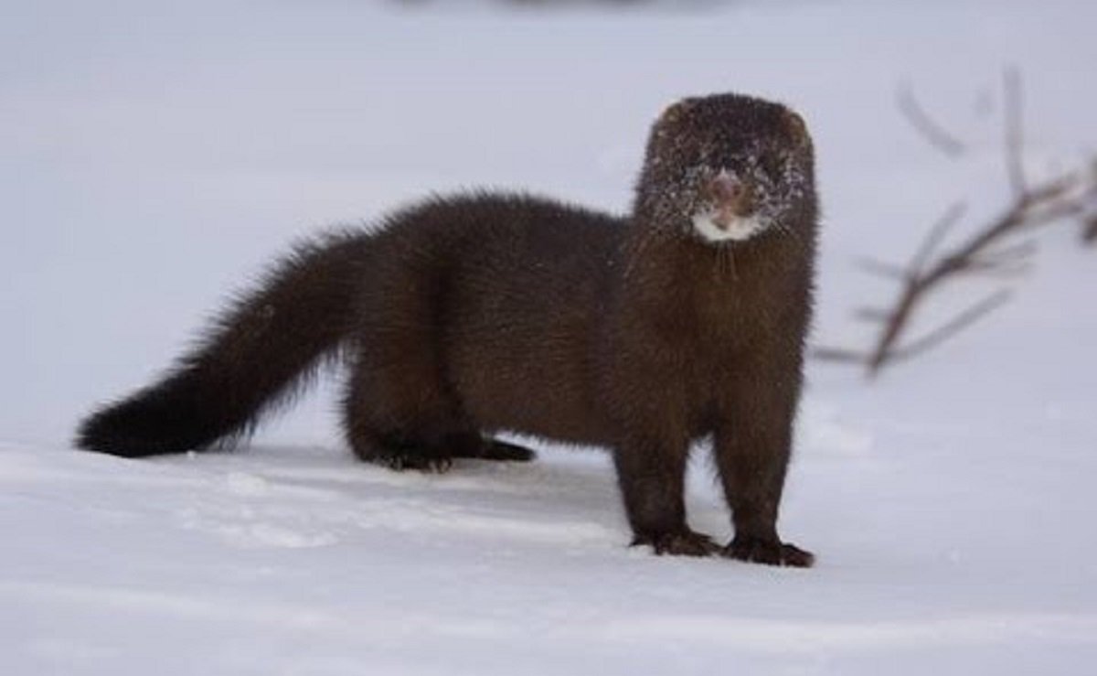 Выдра Речная домашняя