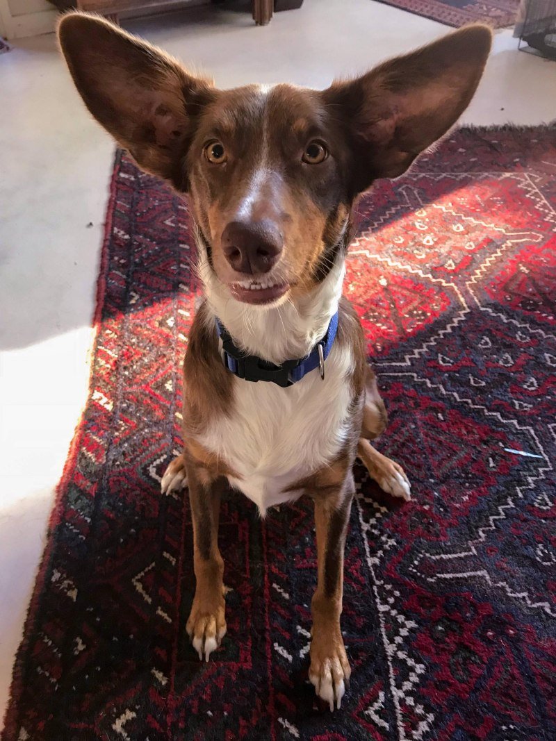 Собака с огромными ушами