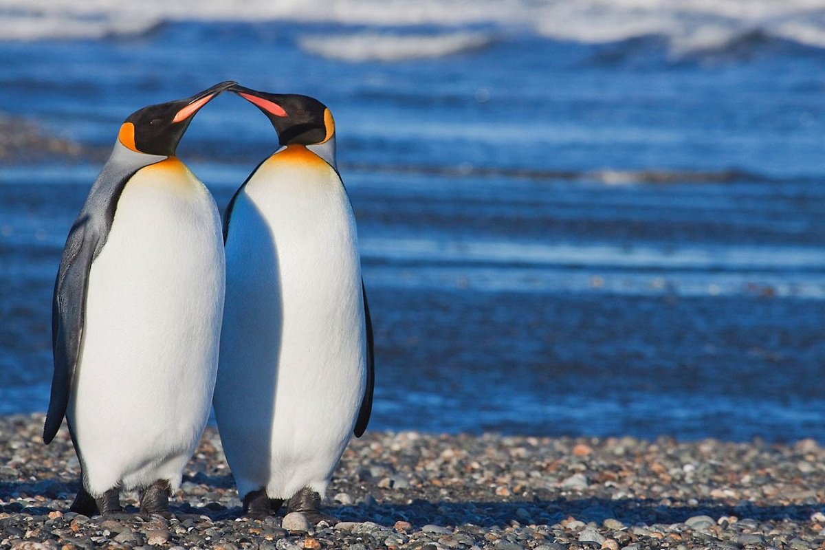 Патагонский Пингвин
