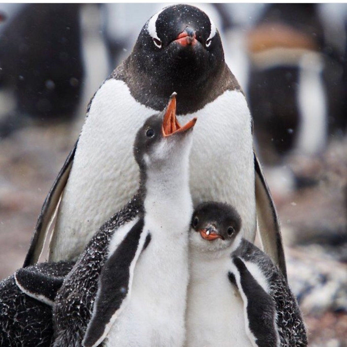 Пингвины Адели спаривание