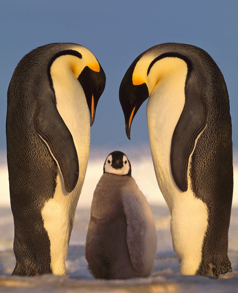 Животные Антарктиды