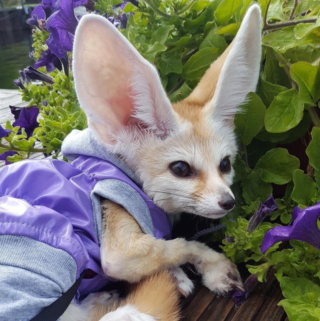 Лисички фенек