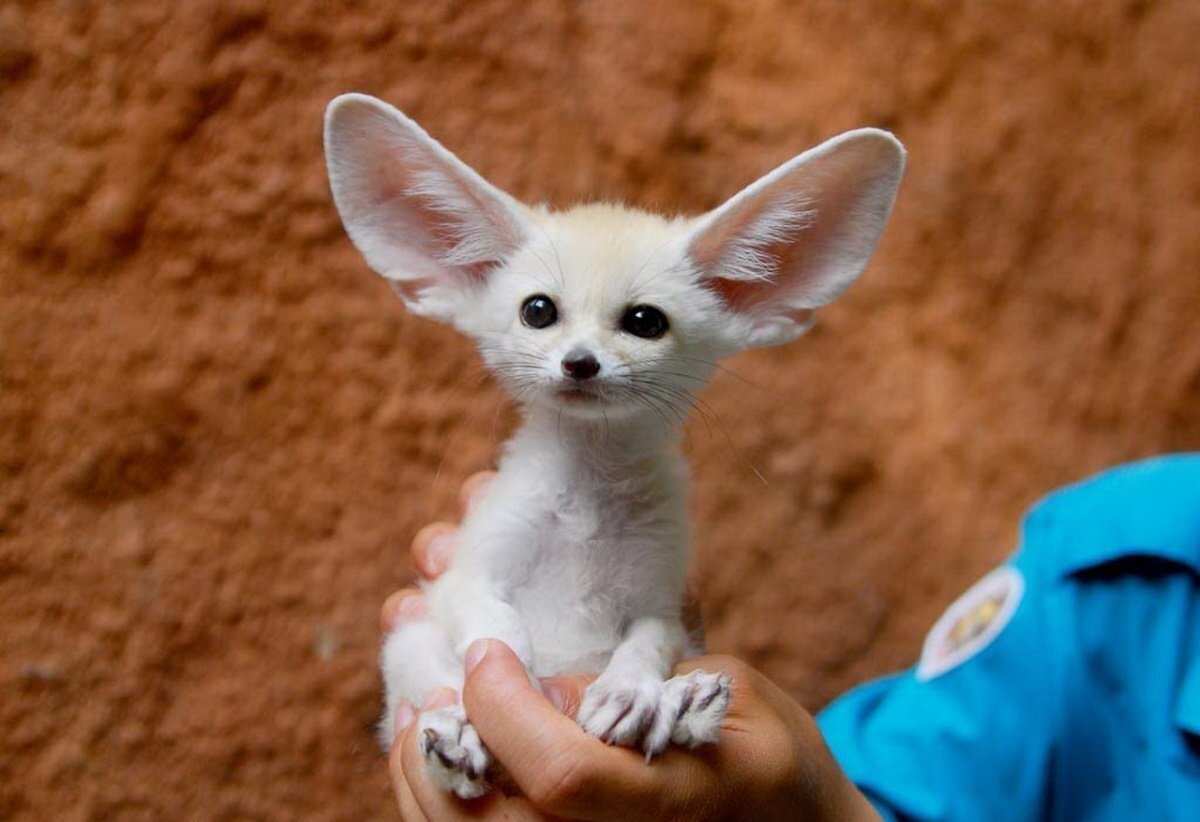 Лисички фенек