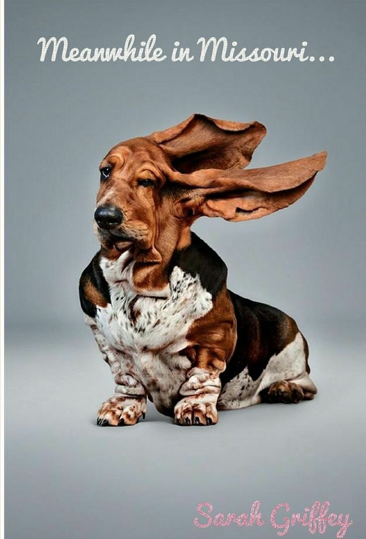 Бассет хаунд