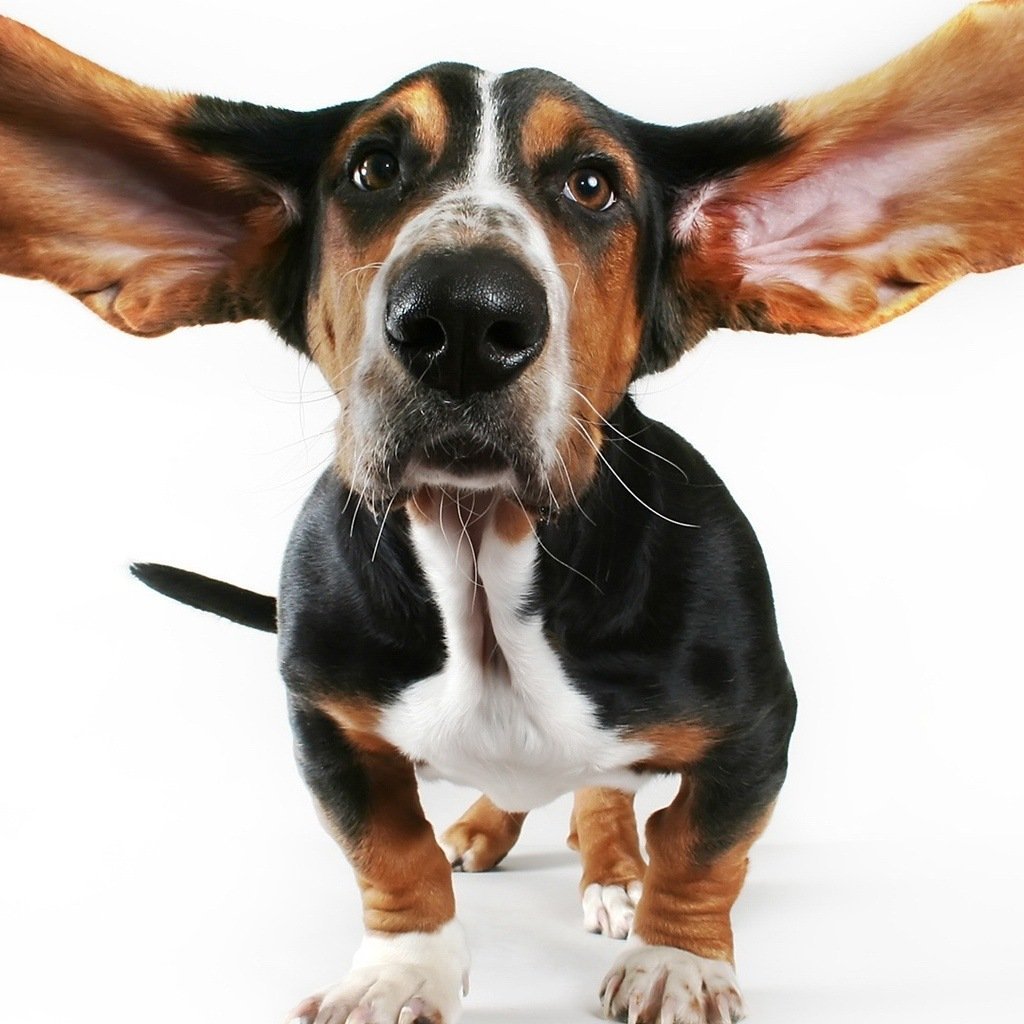 Собака с большими ушками