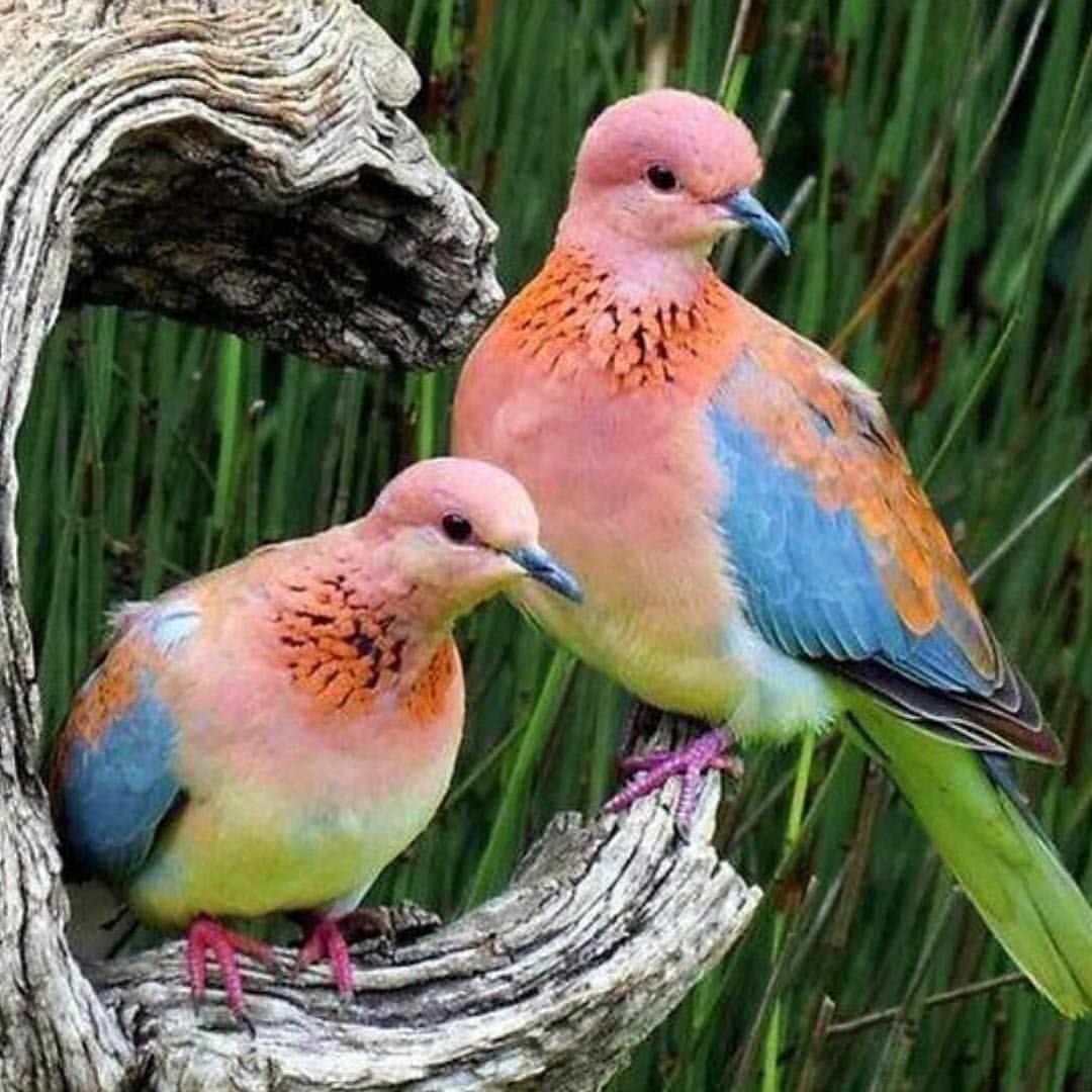 Северная качурка птенец