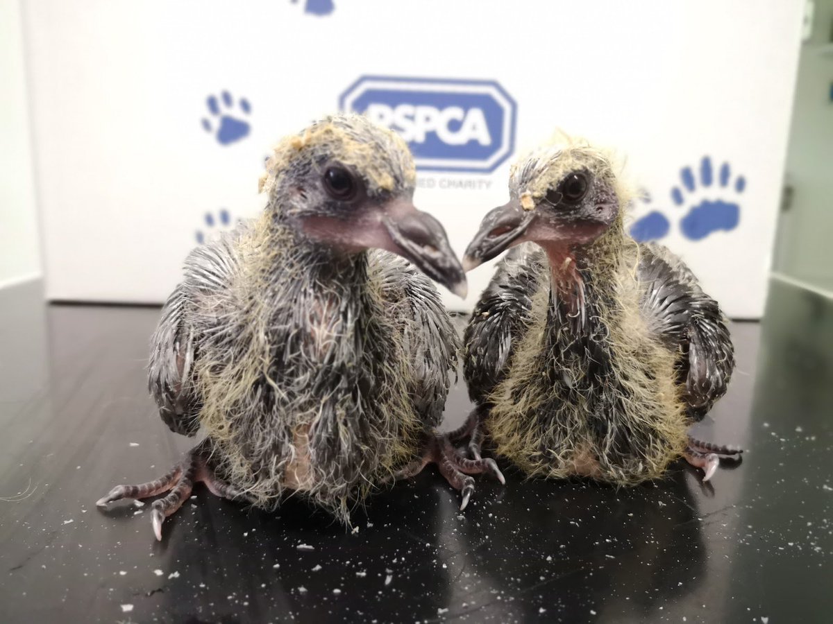 Птенцы хохлатой канарейки