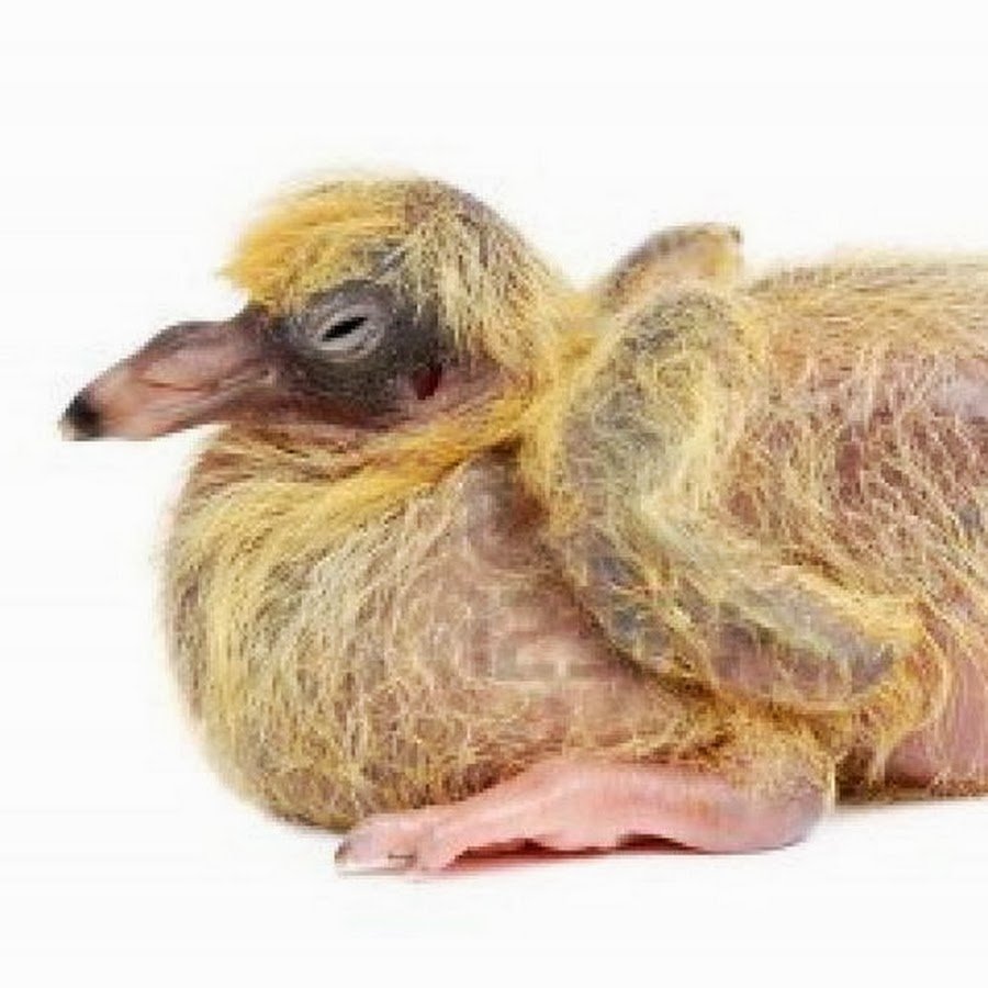 Птенец голубя